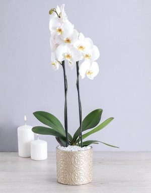 orchids White Phalaenopsis Orchid in Round Pot