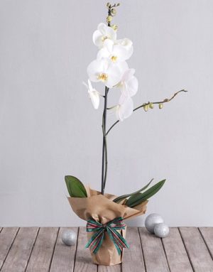 orchids White Phalaenopsis Orchid in Craft Paper