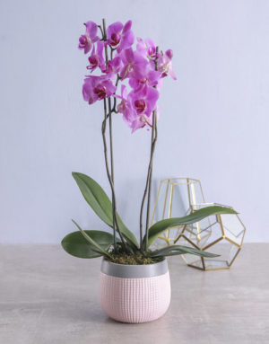 orchids  Pink Phalaenopsis Orchid in Pot