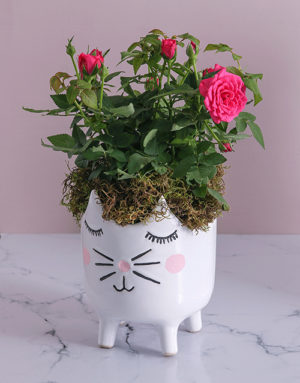 roses Rose Bush in Kitty Vase