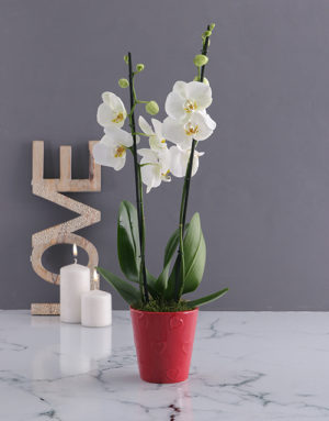 orchids White Orchid Love
